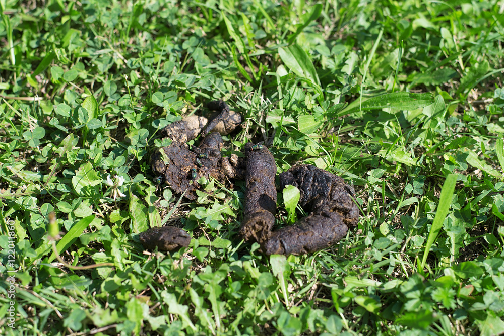 Dog shit and fly in green grass