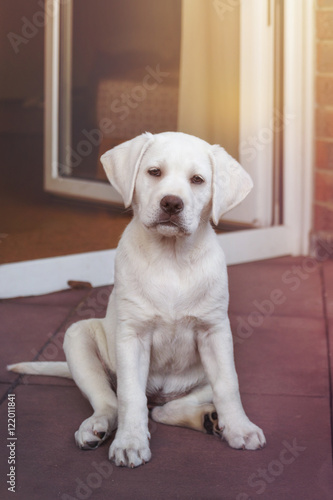 Süßer kleiner weißer junger Hund - Labrador Retriever Welpe