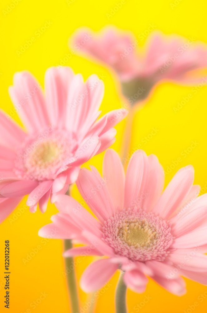 ピンクのガーベラ