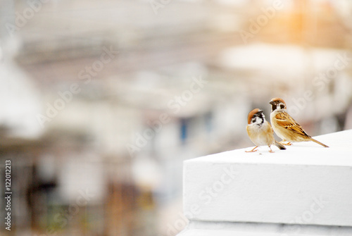 Fototapeta Naklejka Na Ścianę i Meble -  Couple of sparows. Little bird on a white wall.