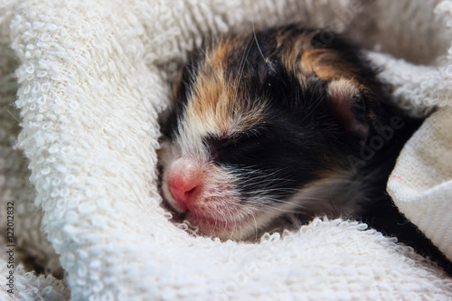 sleeping baby kitten © NokHoOkNoi