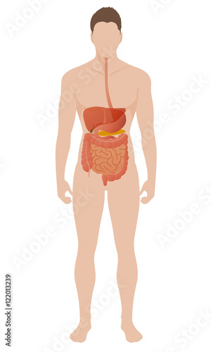 human digestive organs, vector illustration
