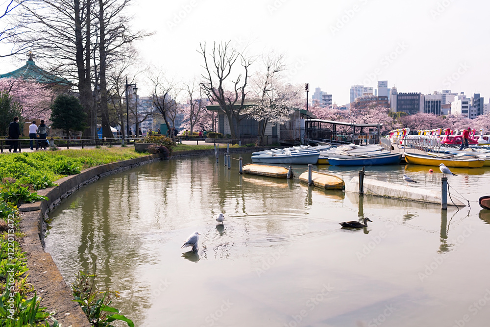 Obraz premium Shinobazu pond located at Ueno Park, Taito Ward, Tokyo, Japan.