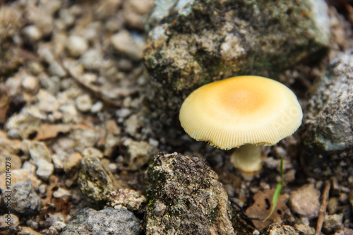 mushroom growing in the ground