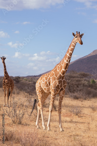 giraffes  Samburu  Kenya