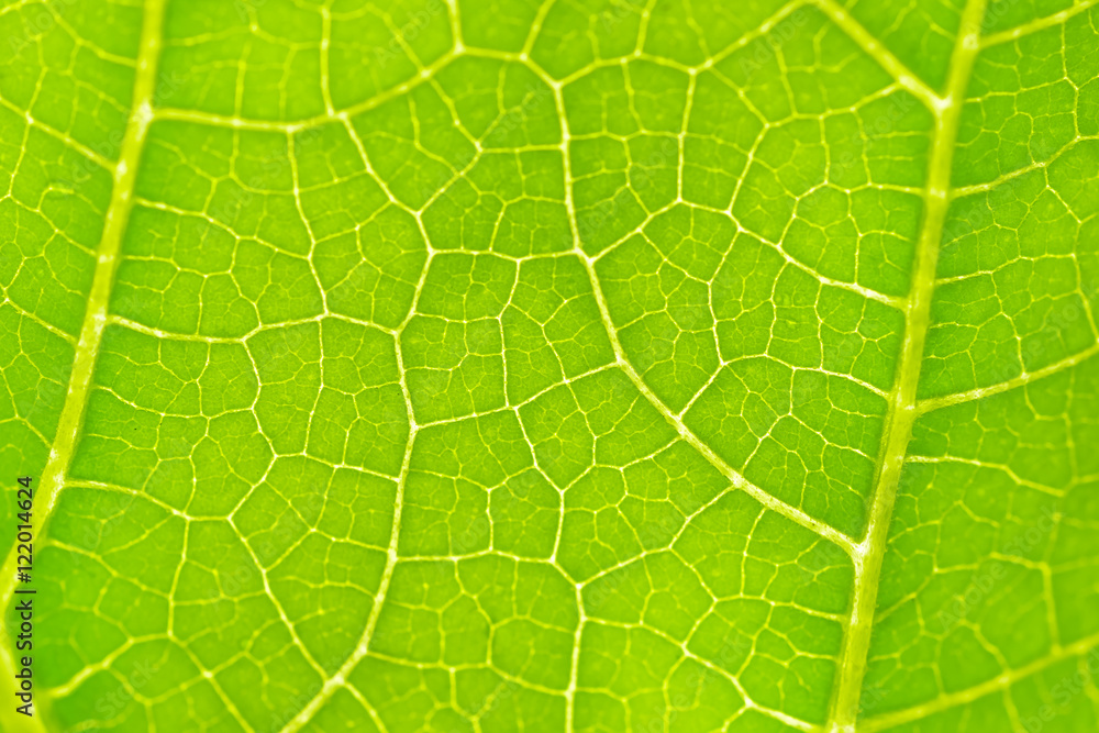 Green leaf, background, texture, close-up Green leaf, background, texture, close-up