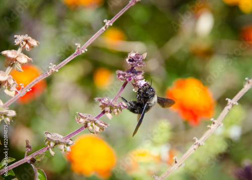 Big bumble bee on purple flower enjoy the nectar