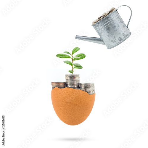 Plant growing on coins in egg broken concept for investment, retirement on white background.