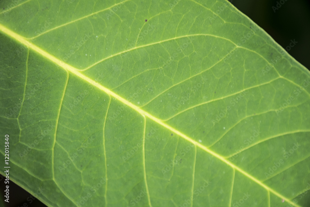 Close up green leaf texture/background. Abstract macro of nature. Close up green leaf texture/background. Abstract macro of nature.