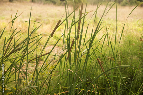 Typha angustifolia growing in the pond on summer