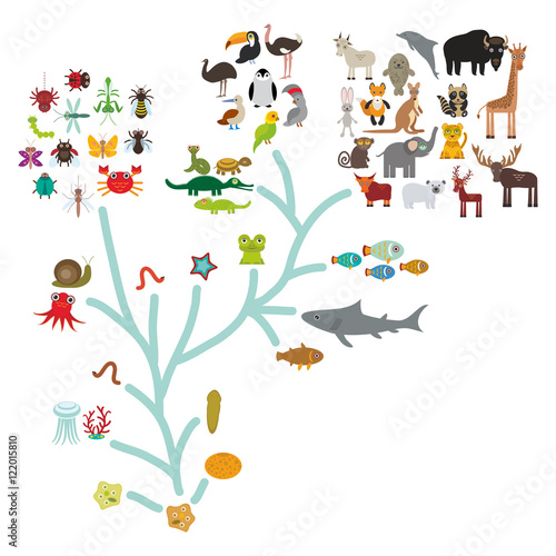 Leinwand Poster Evolution in der Biologie, Entwurfsevolution von den Tieren lokalisiert auf weißem Hintergrund