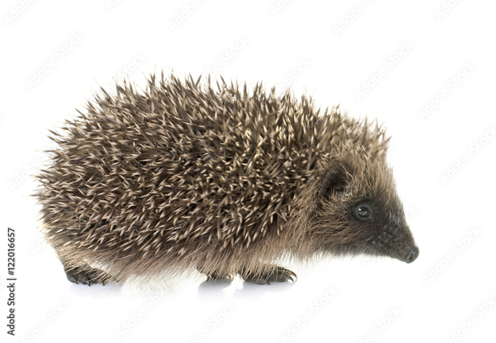Obraz premium baby hedgehog in studio