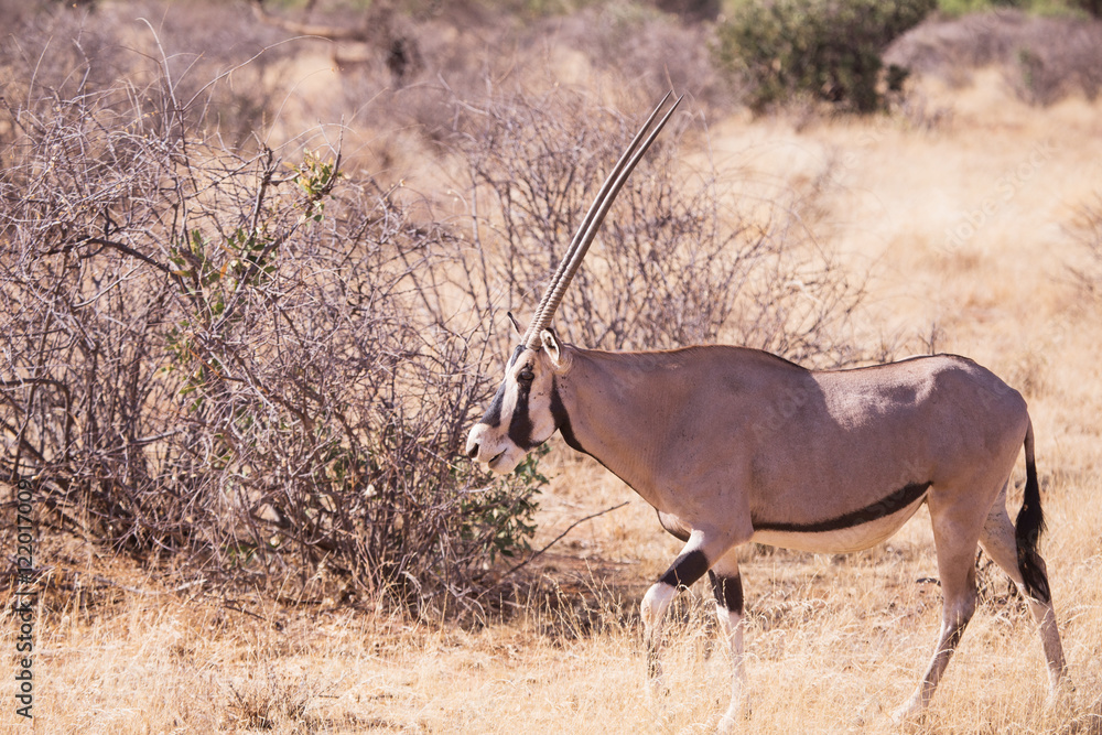 oryx antelope in Samburu National Park in Kenya oryx antelope in Samburu National Park in Kenya