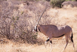 oryx antelope in Samburu National Park in Kenya