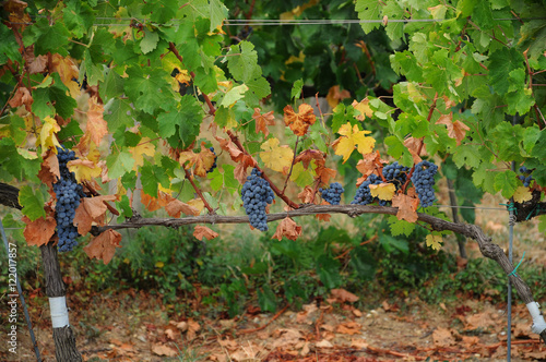 Beautiful Vineyards in Chianti, near Florence, Tuscany, Italy. Autumn Season. photo