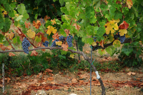 Beautiful Vineyards in Chianti, near Florence, Tuscany, Italy. Autumn Season. photo