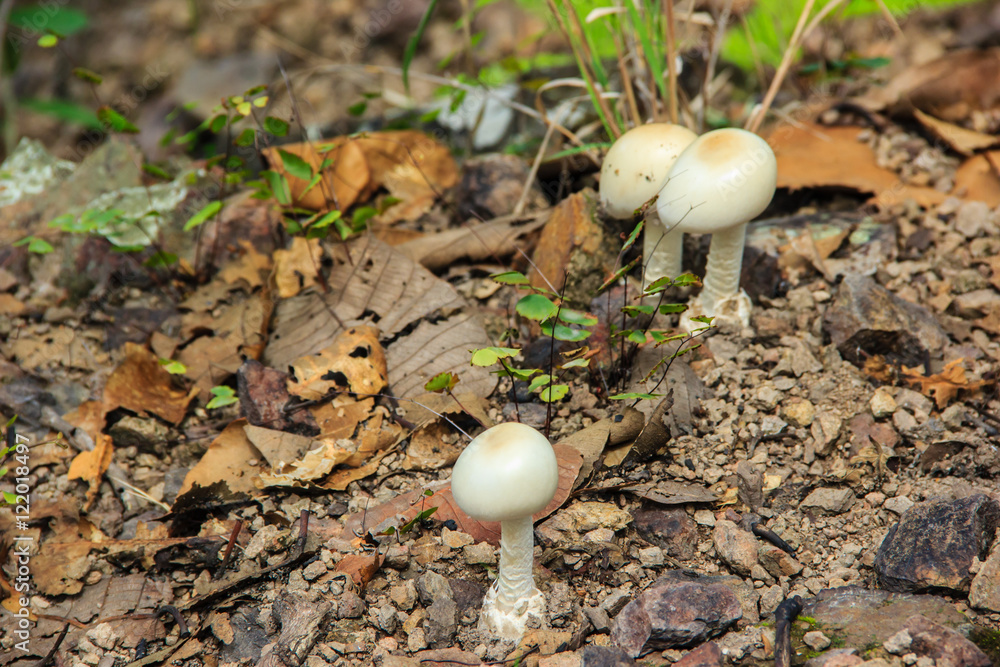 mushroom growing in the ground mushroom growing in the ground