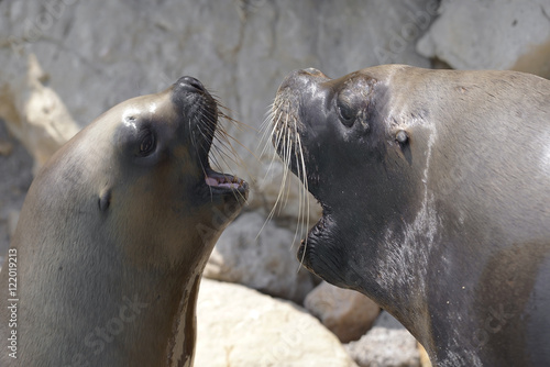 Two portraits of South American sea lions or Patagonian sea lion (Otaria flavescens, formerly Otaria byronia), male and female open mouth