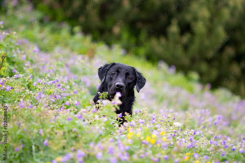 Black Goldador(Labrador-Golden Retriever Mix) lying in a meadow with wild flowers. Black Goldador(Labrador-Golden Retriever Mix) lying in a meadow with wild flowers.