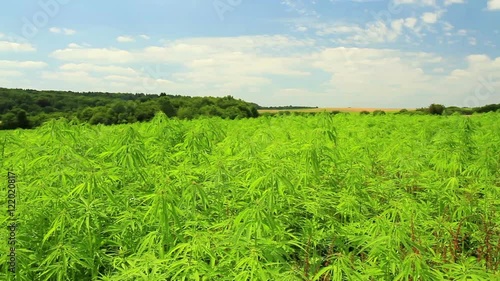 Cannabis field in the Belgian countryside