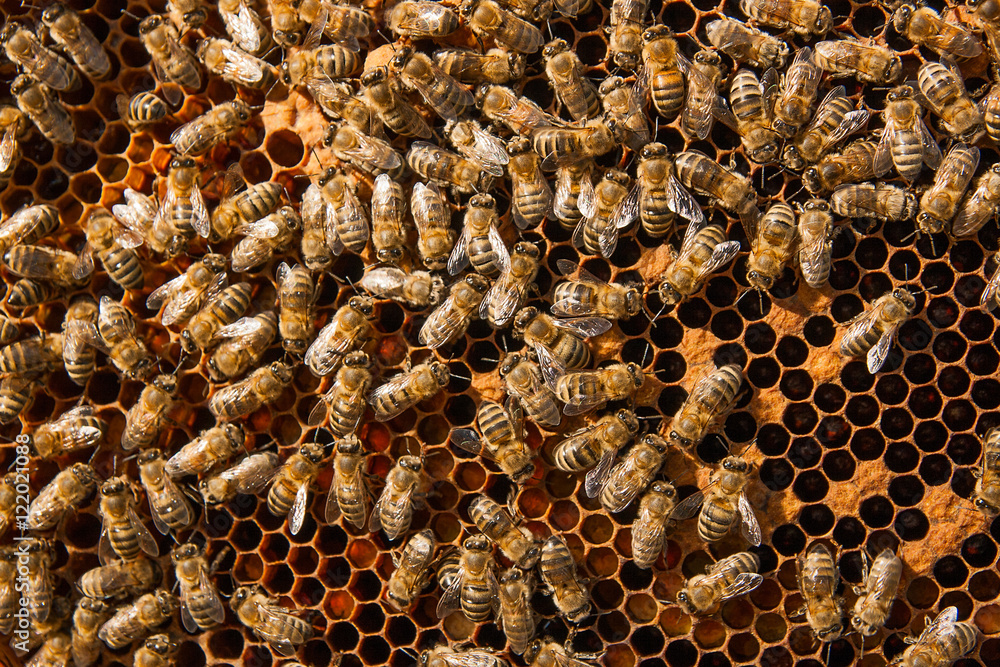 Busy bees inside hive with sealed cells for their young. Busy bees inside hive with sealed cells for their young.