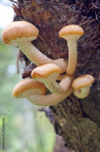 Armillaria grow in the forest