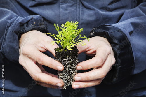 A gardener holding a small plug plant, with green leaves and a root network iin soil.  photo