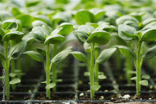 Young seedling plants growing in cellular compost trays.  photo