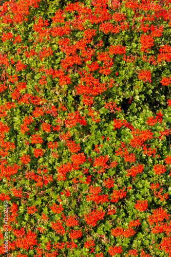 Fototapeta Naklejka Na Ścianę i Meble -  Red garden geranium flowers