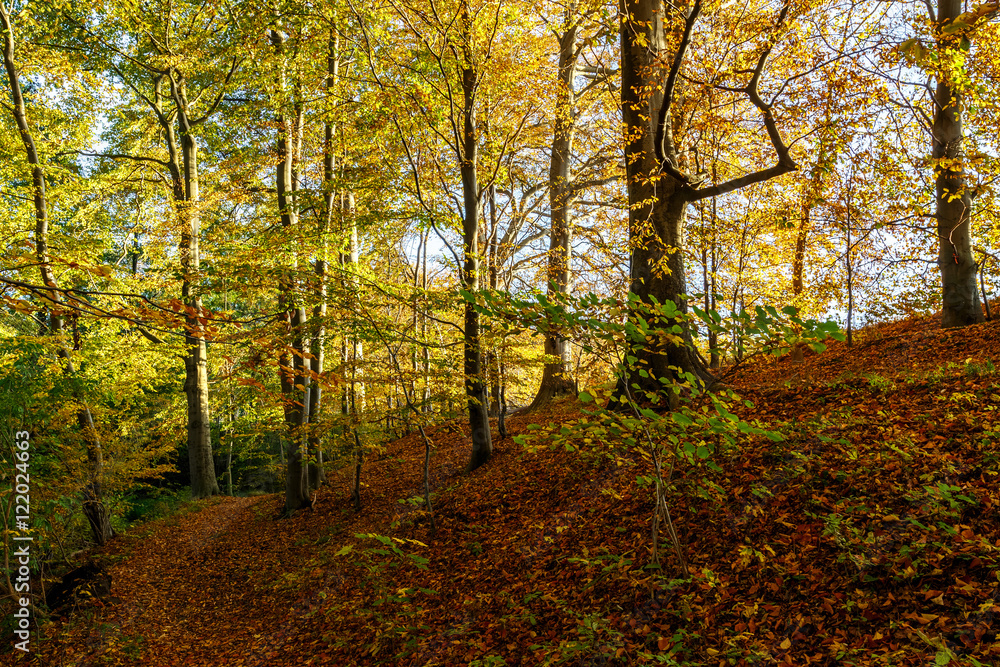 Naklejka premium Der Weg in den Herbstwald