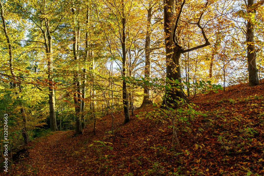 Der Weg in den Herbstwald