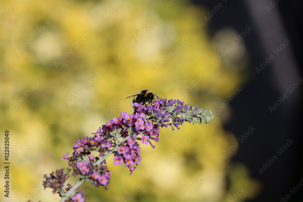 Obraz premium Hummel an einer Blüte