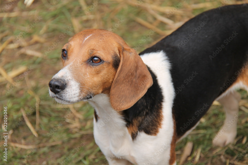 The Beautiful Face of a Beagle Hunting Hound Dog. The Beautiful Face of a Beagle Hunting Hound Dog.