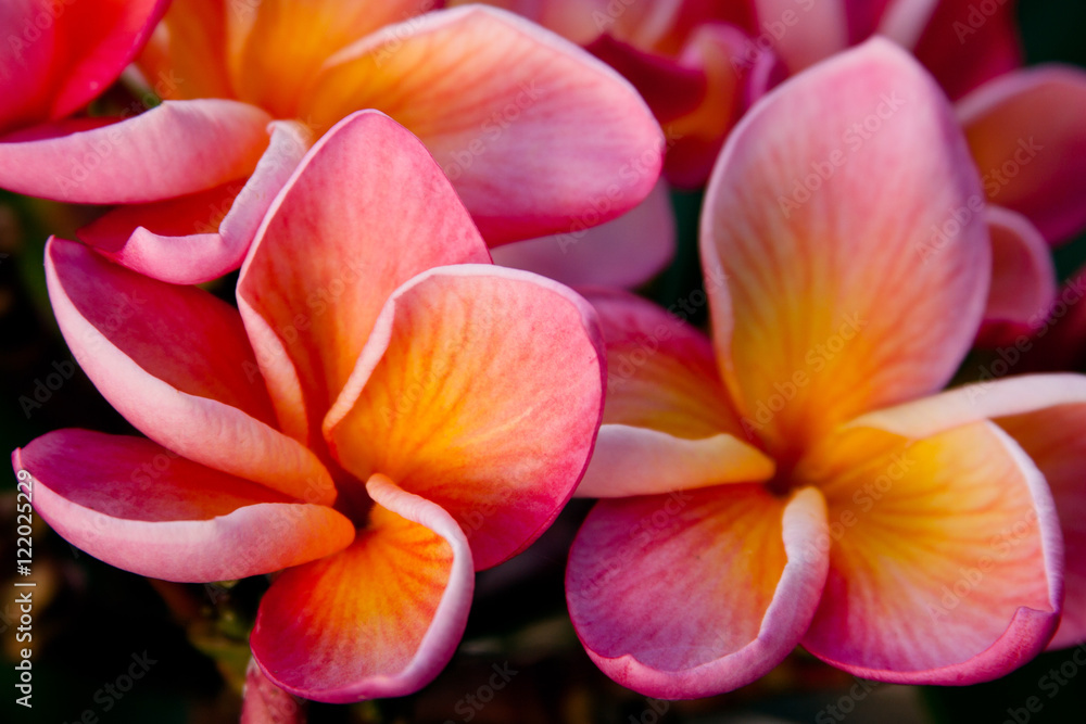 Fototapeta premium Plumeria Sunrise