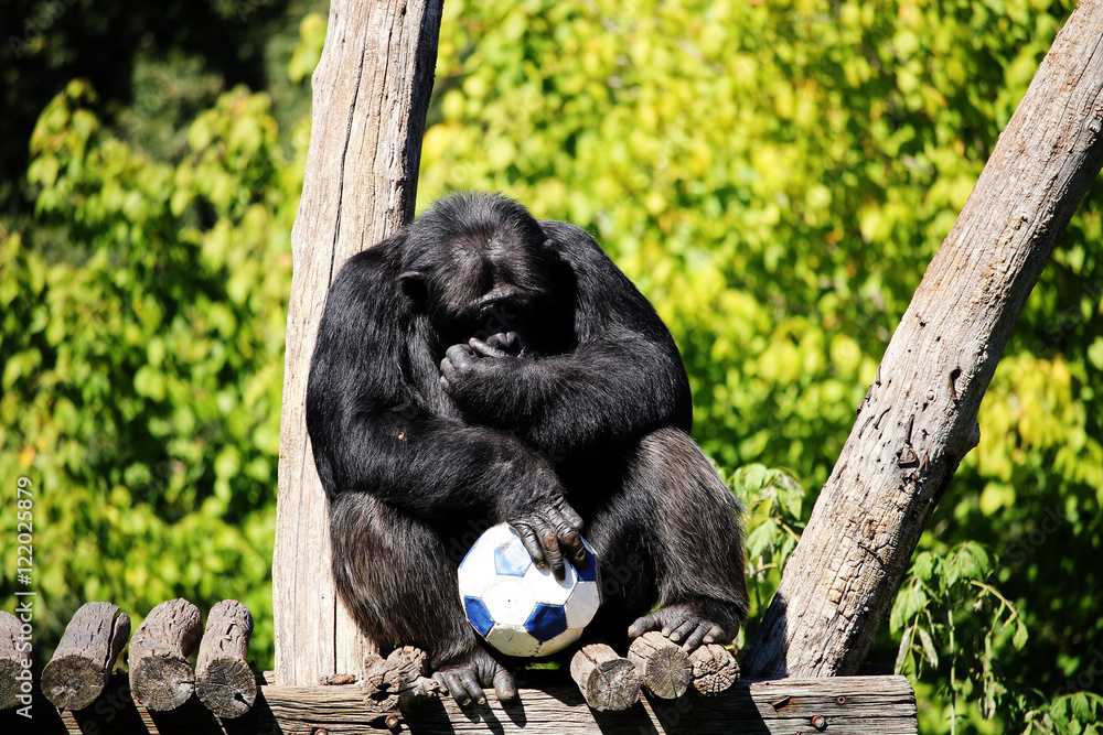 Sad monkey with the ball in his hands Sad monkey with the ball in his hands