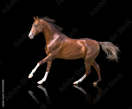 isolate of the brown galloping horse on the black backgound