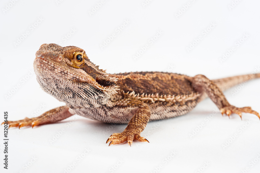 one agama bearded on white background.reptile close-up. one agama bearded on white background.reptile close-up.