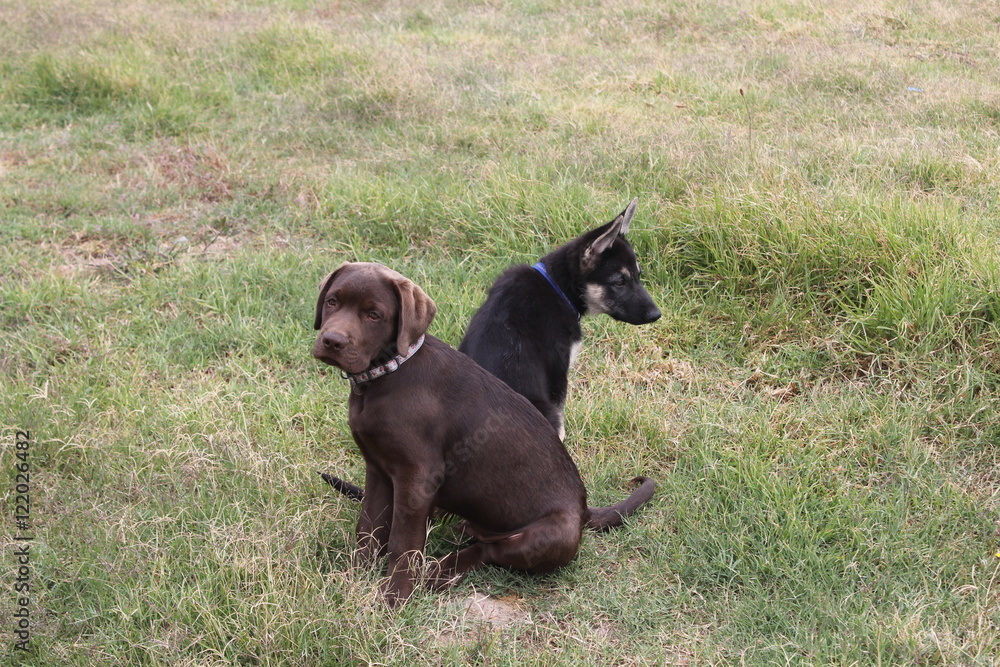 Rocky and Max