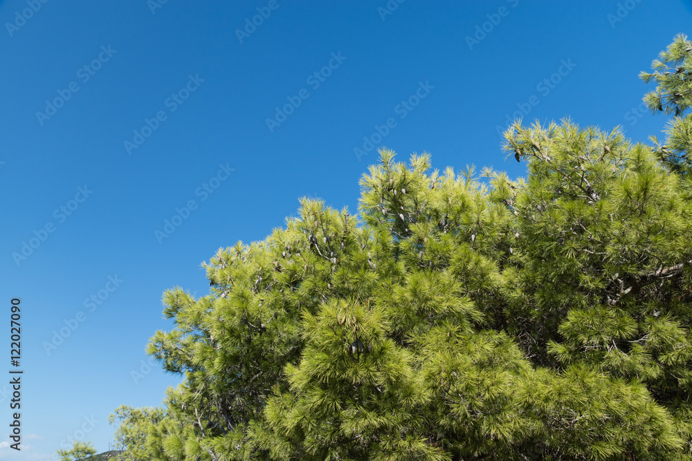 Green pine branches with cones on blue sky