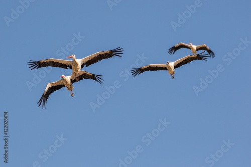 Cuadro en lienzo A group of white storks (ciconia ciconia) in flight
