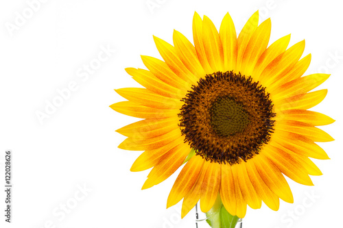 HELIANTHUS annuus 'Firecracker' sunflower over isolate white background. with clipping path and copyspace