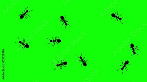 Swarm of ants, CG animated silhouettes on green screen, seamless loop