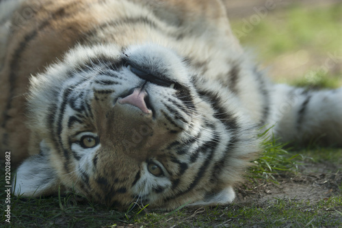 Tijger ondersteboven. photo