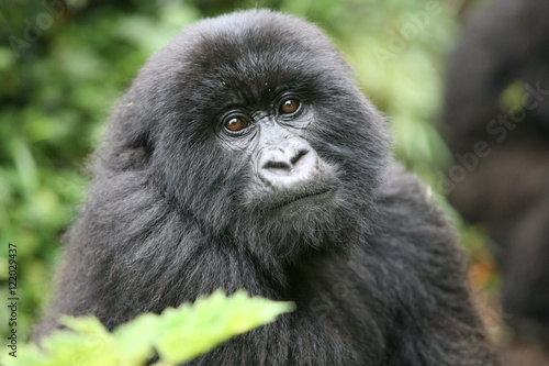 Wild Gorilla animal Rwanda Africa tropical Forest © Valerijs Novickis