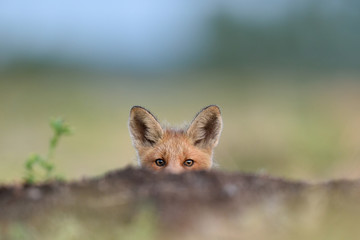 Wandcirkels Vos Speelse vossenwelp in de wildernis  © Erik Mandre
