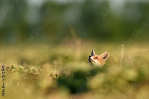 Red fox kit looking at the sky. Little fox.
