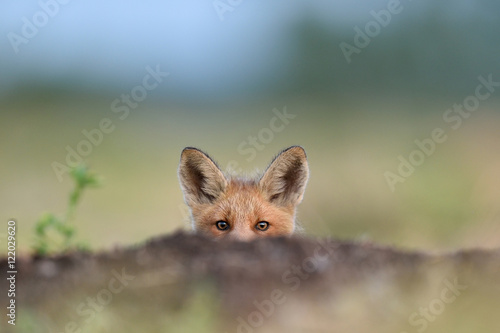 Photography Red fox kit