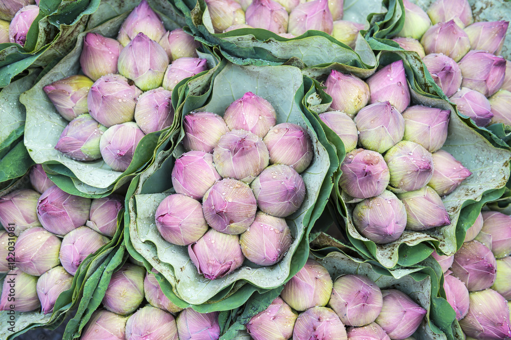 Bouquets of fresh lotus buds beaded with water at the flower market in Bangkok, Thailand Bouquets of fresh lotus buds beaded with water at the flower market in Bangkok, Thailand