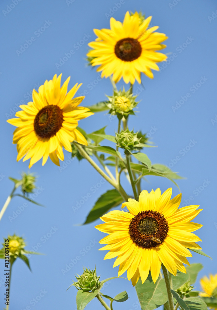 Fototapeta premium Sunflowers