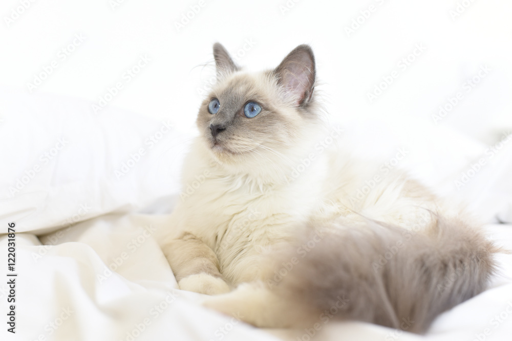Closeup of SacrŽ de Birmanie cat, relaxing on bed